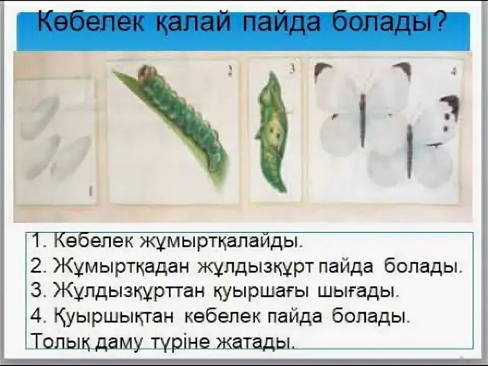 Буынаяктылар. Бунақденелілер. Бунақденелілер класы. Буынаяктылар. Бунақденелілер қалай дамиды жаратылыстану 4 сынып.