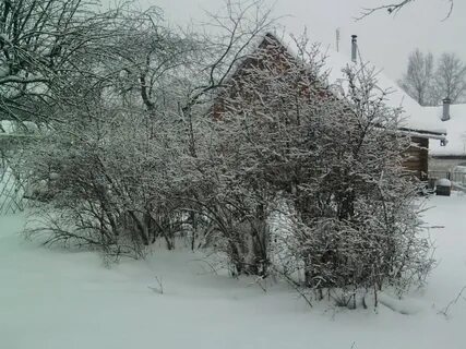 Жимолость зимой
