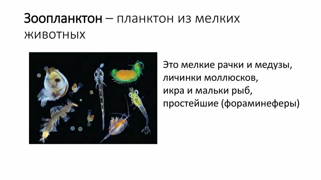 Что такое планктон биология 5 класс. Планктон строение. Зоопланктон. Зоопланктон простейшие.