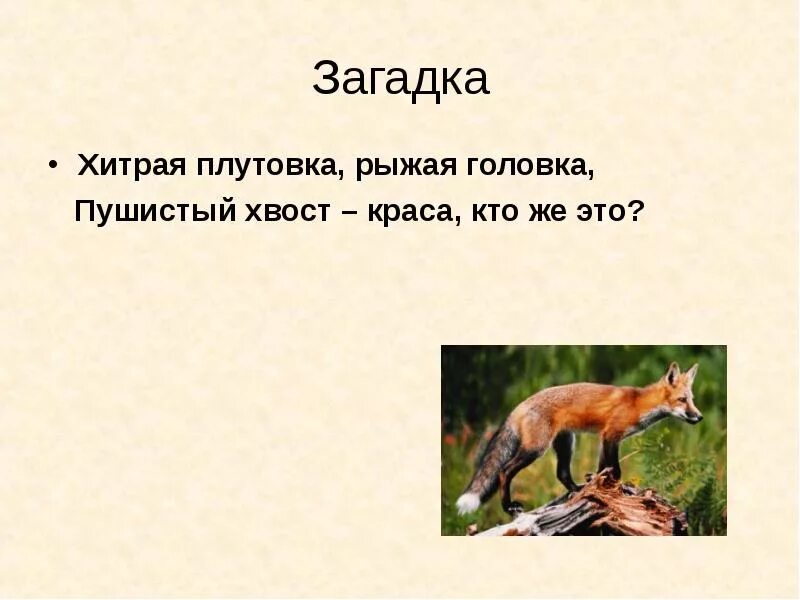 Плутовка значение