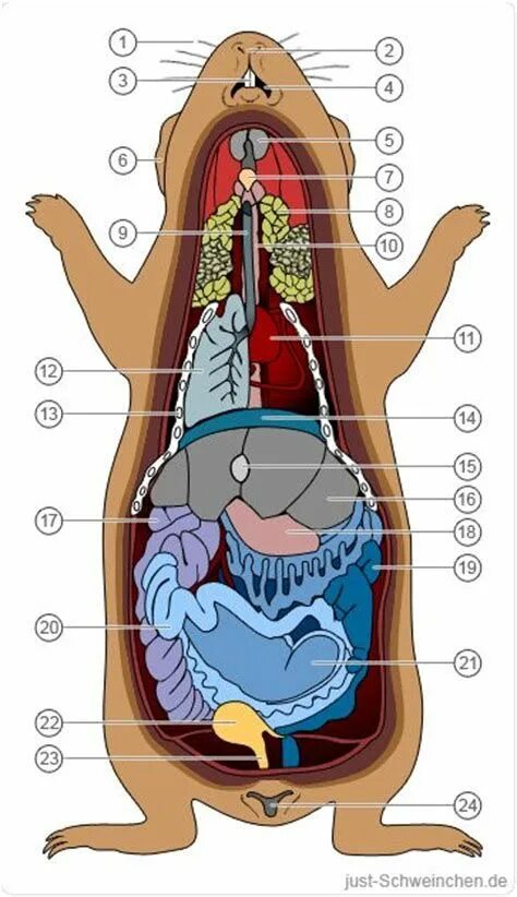 Строение органов морской свинки. Строение пищеварительной системы джунгарского хомяка. Внутреннее строение морской свинки. Пищеварительная система морской свинки. Строение хомяка