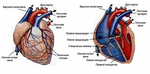 Нижняя полая вена клапан