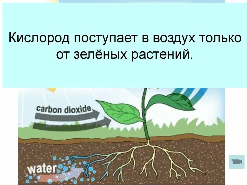 Кислород необходим для жизни. Кислород поступает в воздух. Кислород для человека. Поступление кислорода в атмосферу. Значение кислорода.