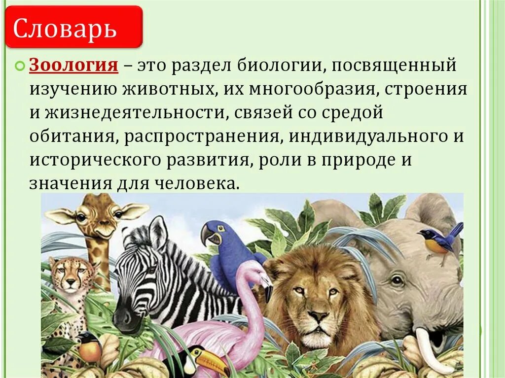 Название наука животных. Разделы биологии Зоология. Презентация на тему Зоология. Многообразие животных. Науки биологии о животных.