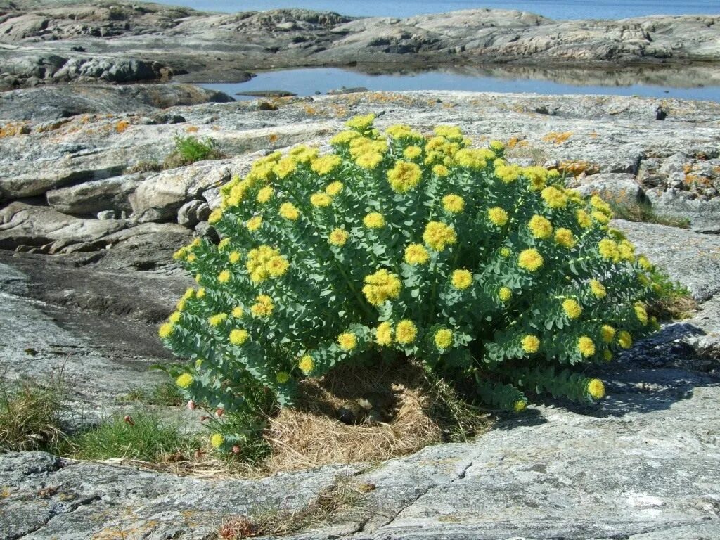 Родиола розовая. Родиола розовая иремельская. Родиола розовая Байкал. Rhodiola integrifolia, золотой корень.