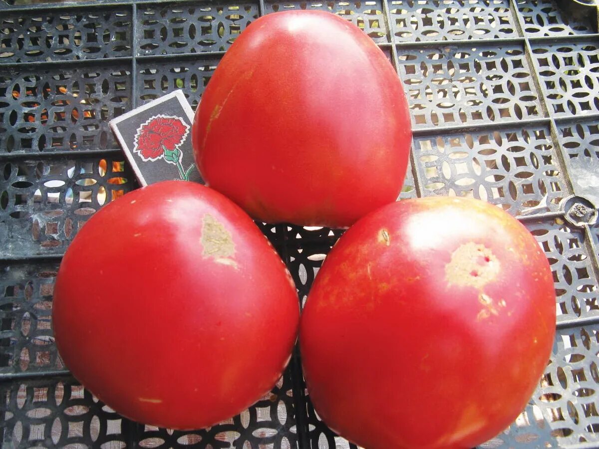 Абаканские сорта томатов
