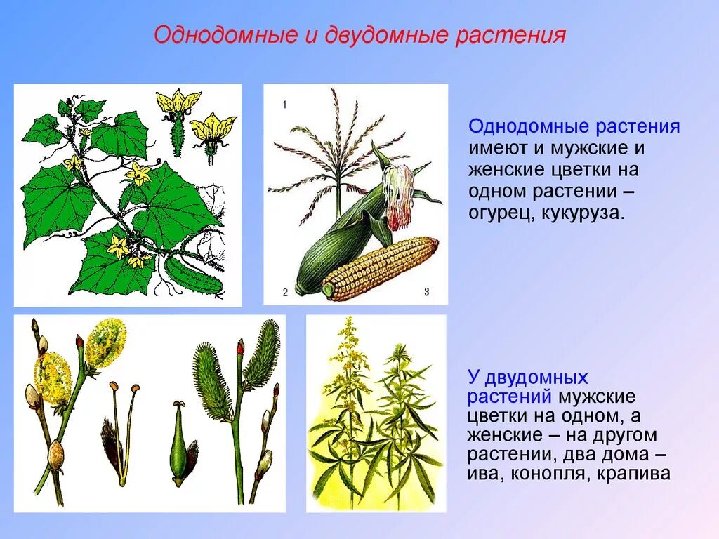 Обоеполые однодомные двудомные. Однодомные и двудомные растения. Однодомное или двудомное. Однодомные и двудомные цветки. Однодомные и обоеполые растения.