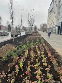 Саженцы в перми