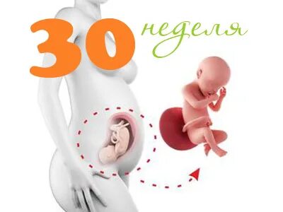 30 неделя беременности какой