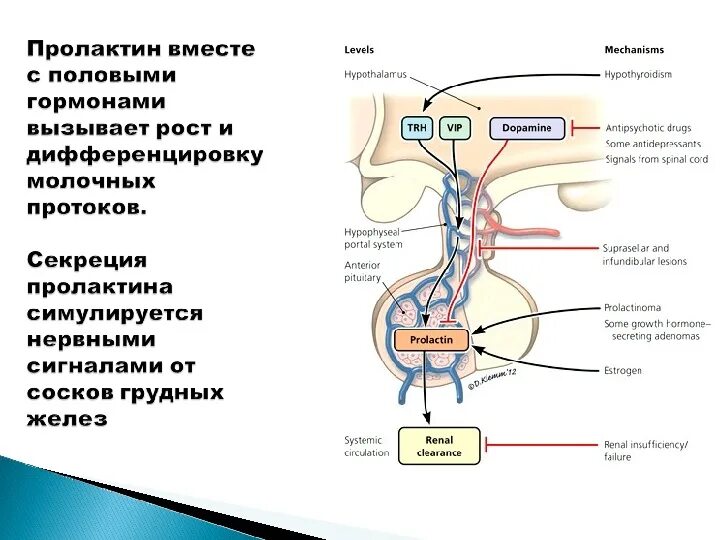 Регуляция секреции пролактина. Половые гормоны пролактин. Повышенная секреция пролактина. Пролактин гипоталамус. Пролактин тестостерон у мужчин