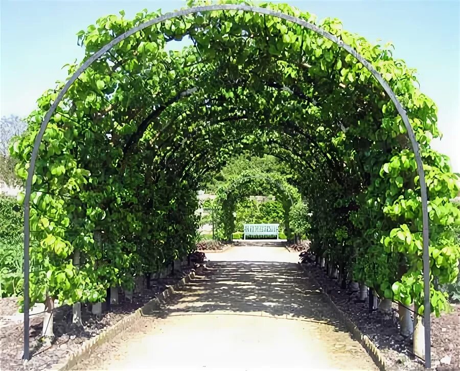 Pin on Covered Gardens