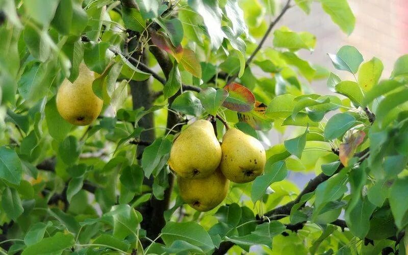 Груша аллегро описание сорта опылители. Груша аллегро. сорт груши аллегро. груша плодовая аллегро. груша красавица черненко.