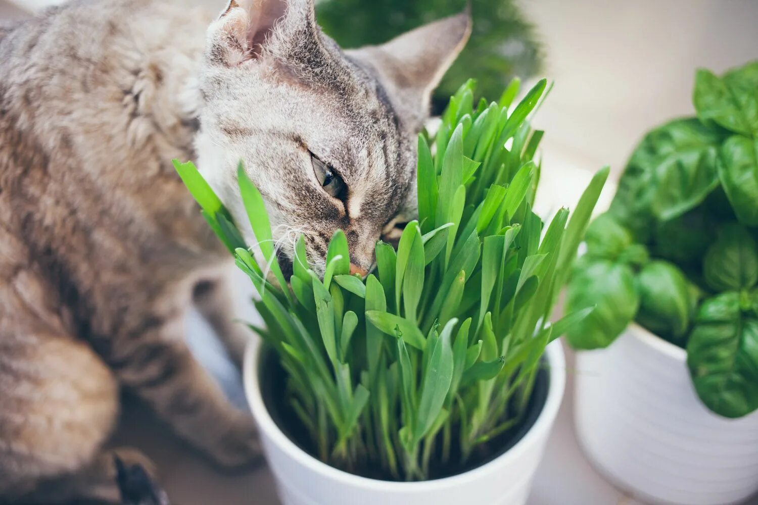 Cat plants. Кошки и комнатные растения. Коты и комнатные цветы. Кошачья травка. Трава для котиков.