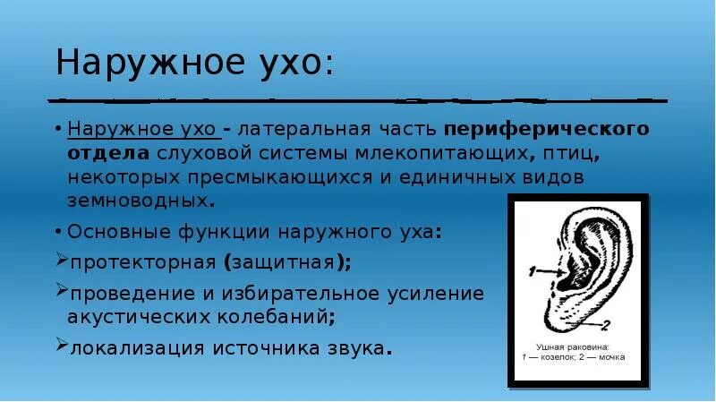 Функции уха кратко. Функции наружного уха.