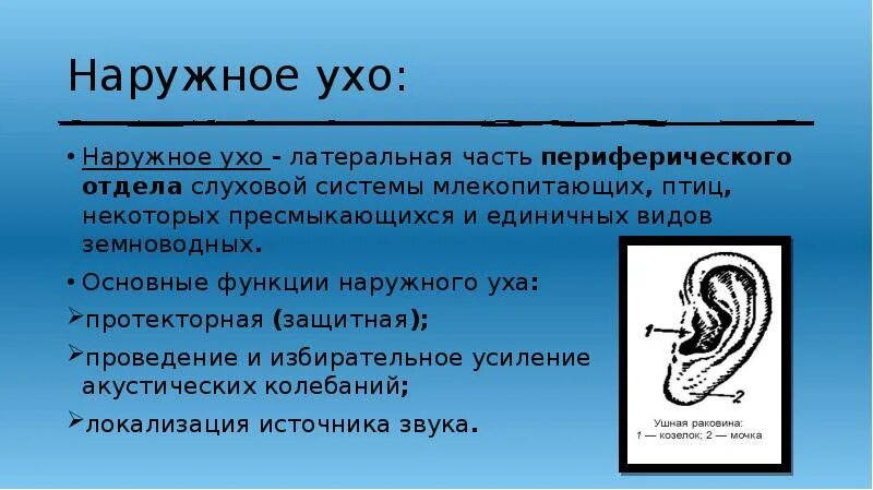 Функции наружного уха. Наружное ухо функции. Наружное ухо ухо функции. Функции наружного уха кратко. Воздух заполняет наружное ухо