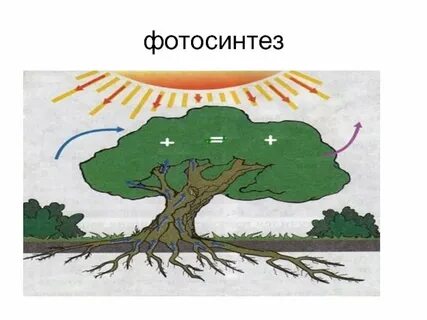 Рисунок фотосинтеза 6 класс