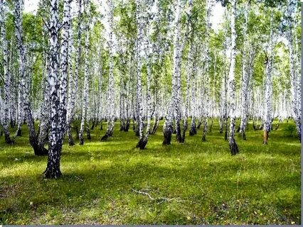 Восточно уральский
