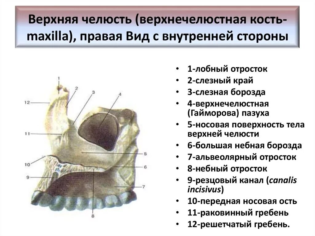 Клыковая ямка. Носовая поверхность верхней челюсти. Верхняя челюсть анатомия носовая поверхность. Носовая поверхность тела и лобный отросток верхней челюсти. Небный отросток верхней челюсти.