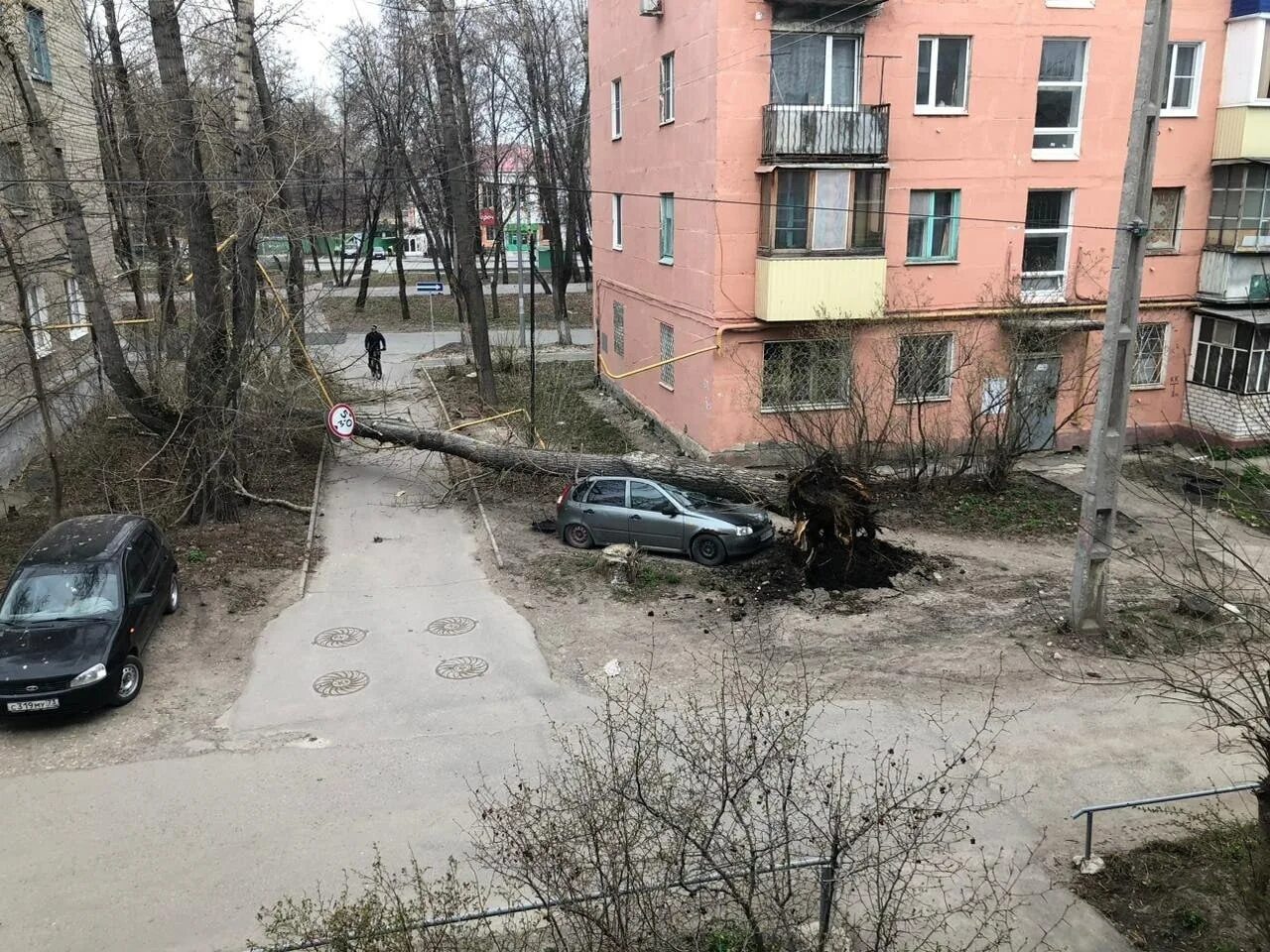 Сегодня был сильный. Упавшее дерево. Ульяновск сейчас. Двор дома. Сильный ветер.