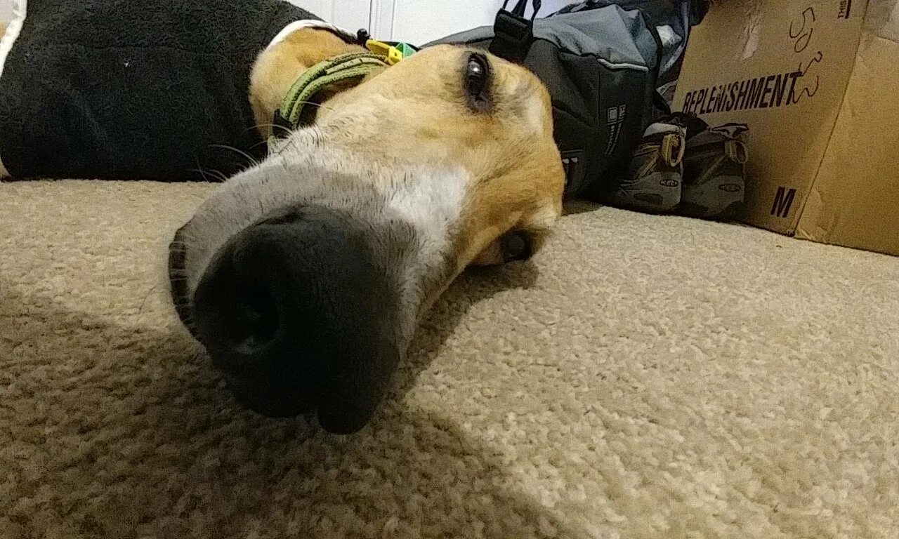 Snoot game mods. Snoot. booped the snoot. boops snoot. snoot soyjack.
