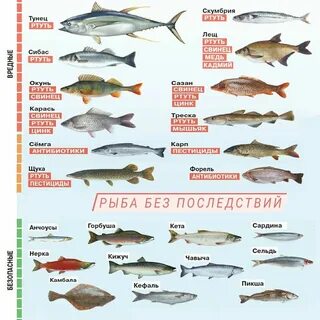Ртуть в рыбе