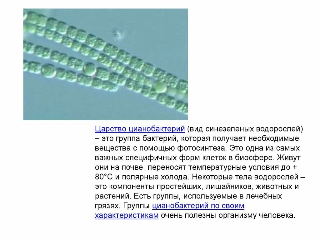 Цианобактерии фото. Сине-зеленые водоросли цианобактерии. Отдел цианобактерии сине-зеленые водоросли. Биомасса цианобактерий. Биомасса цианобактерий.