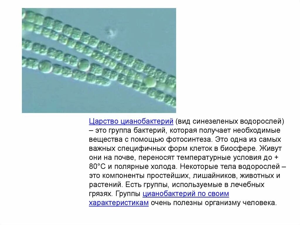 Цианобактерии относят к водорослям. Виды цианобактерий. Характеристика цианобактерий. Синезеленые цианобактерии. Роль цианобактерий.