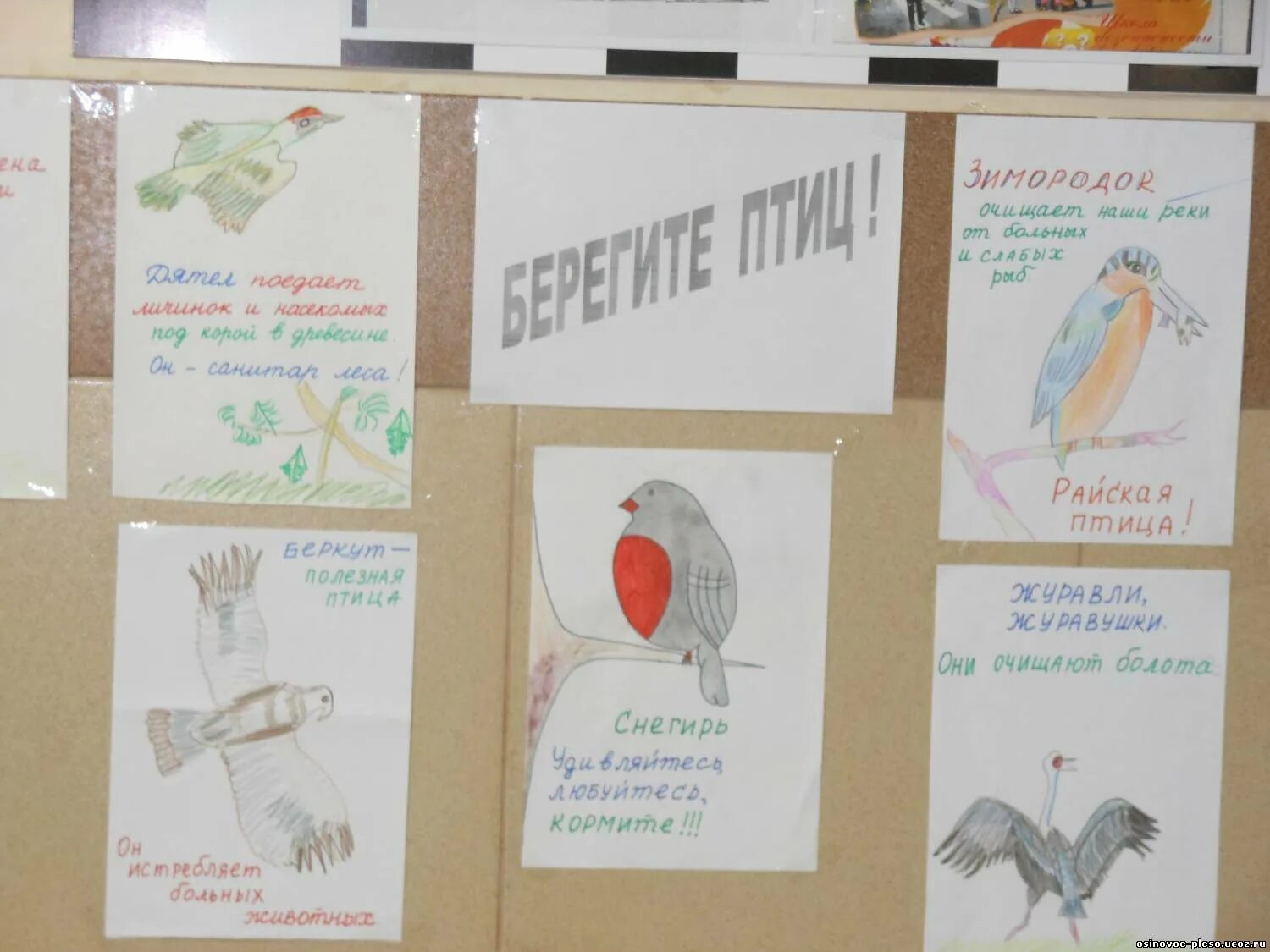 Стих всё в тающей дымке рыленков. Берегите птиц одежда. Фото берегите птиц. Пушкинская неделя рисунки. Берегите птиц одежда.