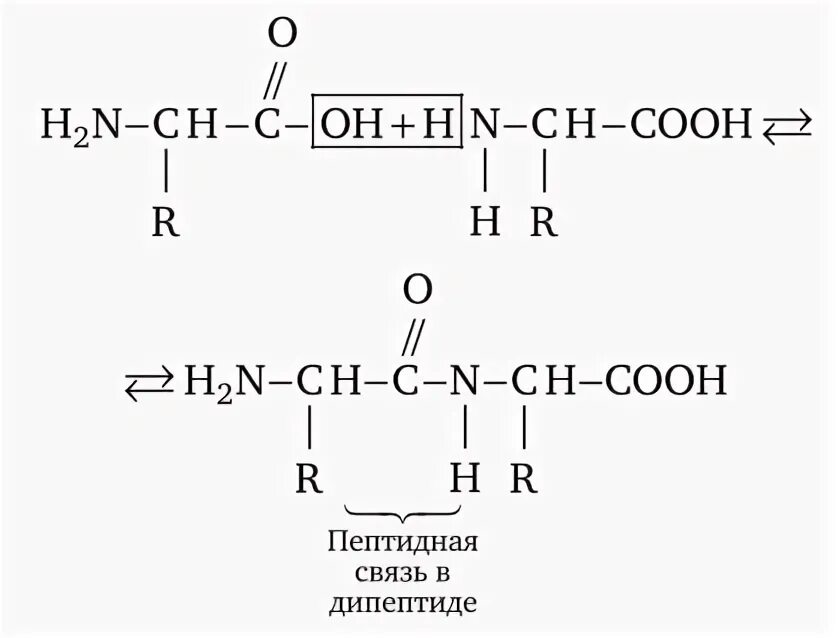 Пептидную связь содержат
