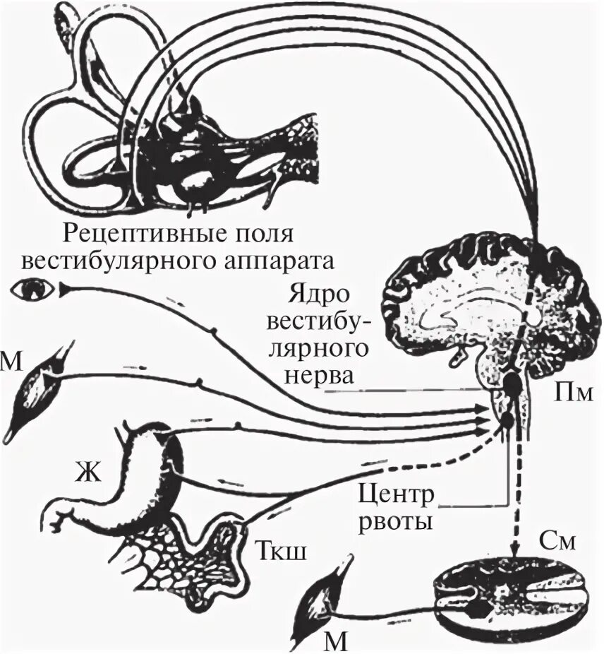 Схема строения вестибулярного анализатора. Схема вестибулярного анализатора анатомия. Корковые вестибулярного анализатора. Вестибулярный анализатор схема физиология.