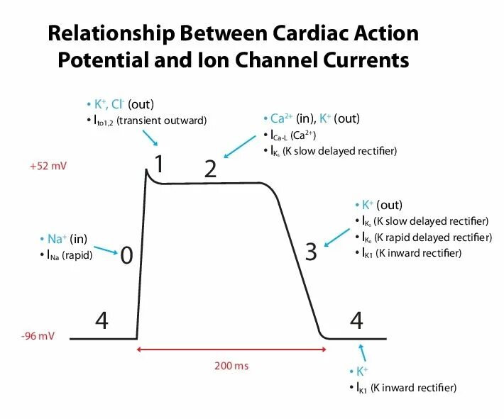 Current action перевод. Cardiac action potential. pacemaker action potential. action potential of cardiac myocytes. action potential scheme.
