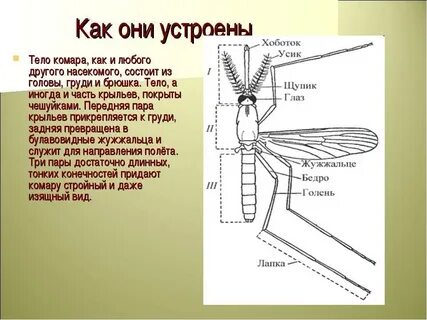 Таксоны малярийного комара систематические