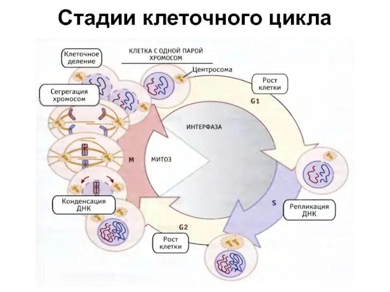 Схема стадий жизненного цикла клетки. Фазы клеточного цикла схема. Фазы клеточного цикла ЕГЭ. Митотический цикл клетки периоды.