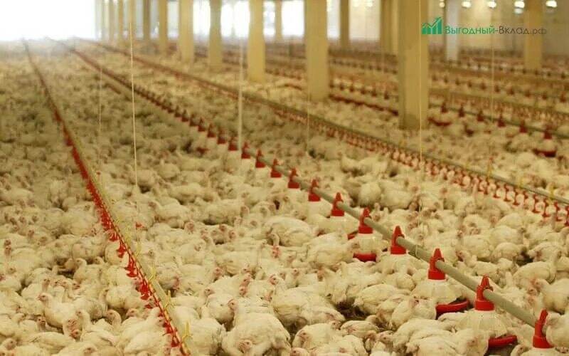 Помещение для бройлеров. Бизнес на бройлерах. Вид деятельности по выращиванию бройлеров. Система микроклимата птицефермы. Мини птицефабрика.