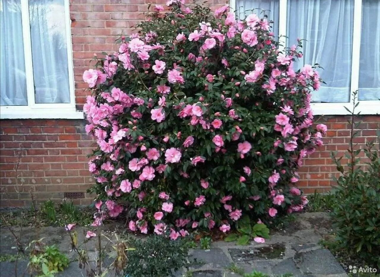 роза кустовая плетистая. цветы многолетки родедерма. роза кустистая парковая. розы для сада кустовые морозостойкие. роза кустарник морозоустойчивый.