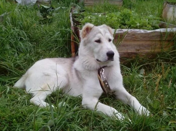 алабай лайка метис. помесь алабая и хаски. смесь хаски и алабая. алабай и хаски. метис хаски алабай.