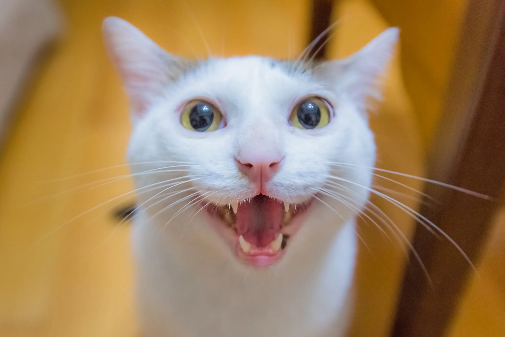 Кошки которые мяукают. Кошка просит кота. Кот в приюте фото. Кошка просит. Кошка просит еду.