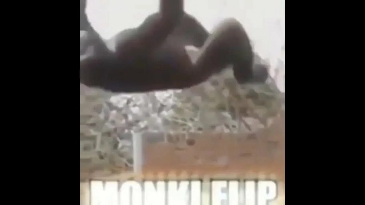 Monkey Flip. Monkey Flip Мем. Гифка Monkey Flip. Гифка манки флип. Сегодня я получил пятерку громко похвастался вася