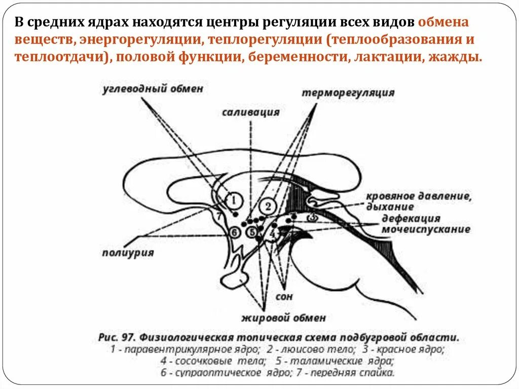 Где располагаются центры терморегуляции. Вегетативные ядра гипоталамуса. Центр терморегуляции. Центры терморегуляции физиология. Где находится центр терморегуляции.