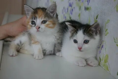 Котята в калининграде в добрые