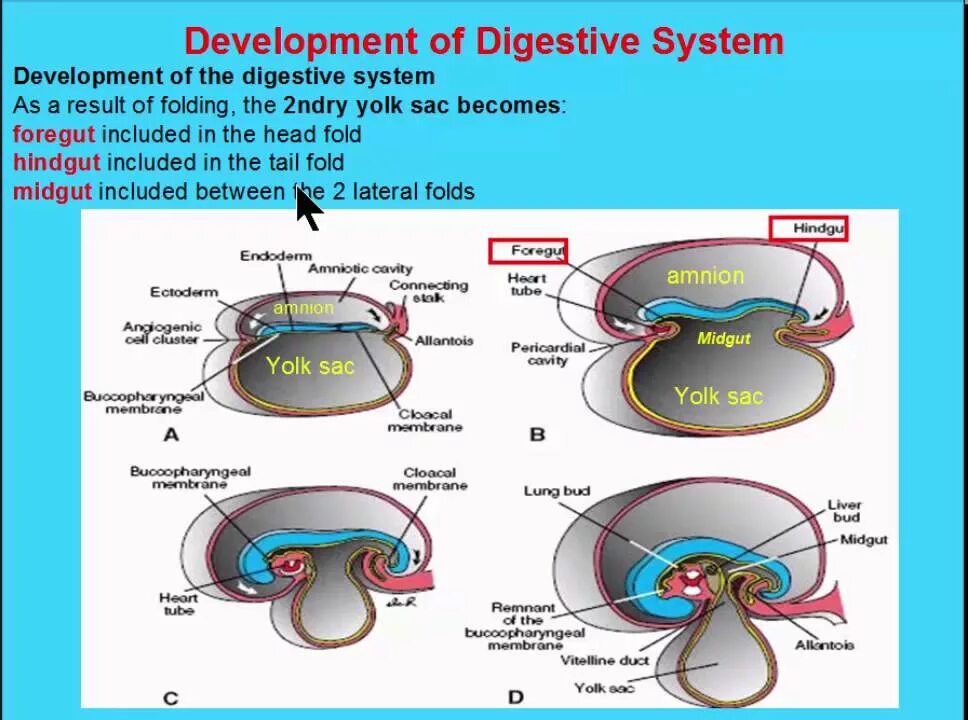 The development of small and. The development of small and