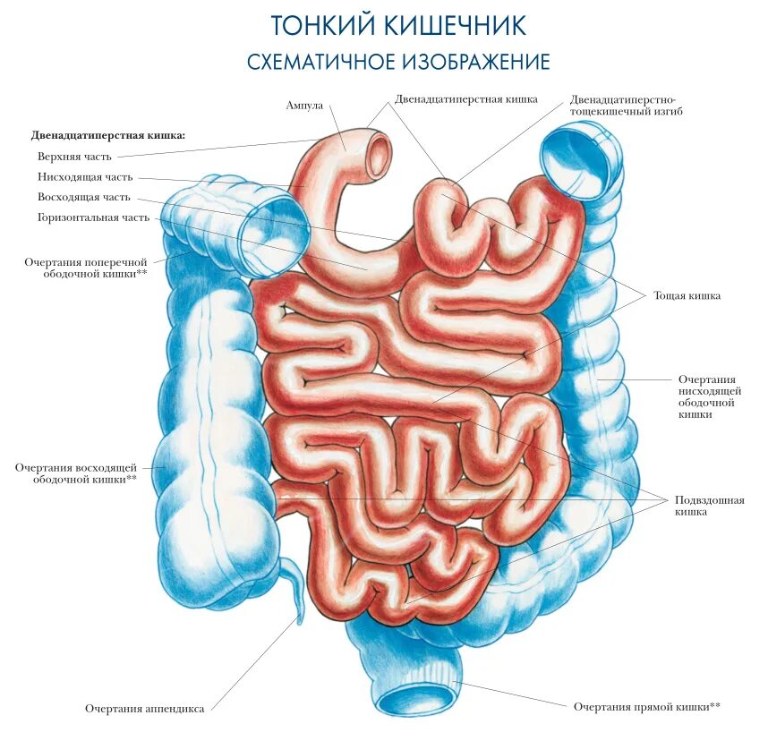 В тонкую кишку открываются. Тонкая кишка анатомия строение. Пищеварительная система кишечник анатомия. Тонкий кишечник строение анатомия. Тонкая кишка отделы строение.