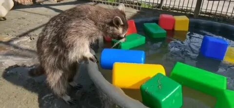 Енот илюша разнес квартиру видео
