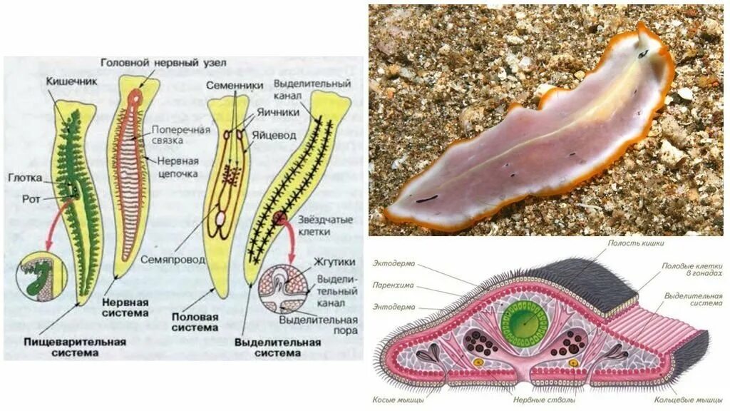 Тип плоские черви турбеллярии. Свободноживущие плоские черви строение. Ресничные черви пищеварительная система. Внутреннее строение плоских ресничных червей.
