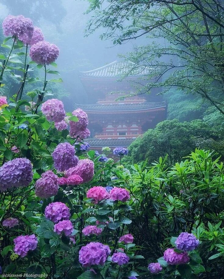 Flowers paradise. Сад гортензий в Японии. Гортензии сад Киото. Япония. Долина гортензий..