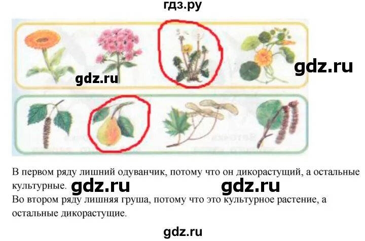 Окружающий мир страница 56 ответы. Окружающий мир 1 класс страница 56. Окружающий мир 1 класс стр 56. Окружающий мир 1 класс стр 56-57.