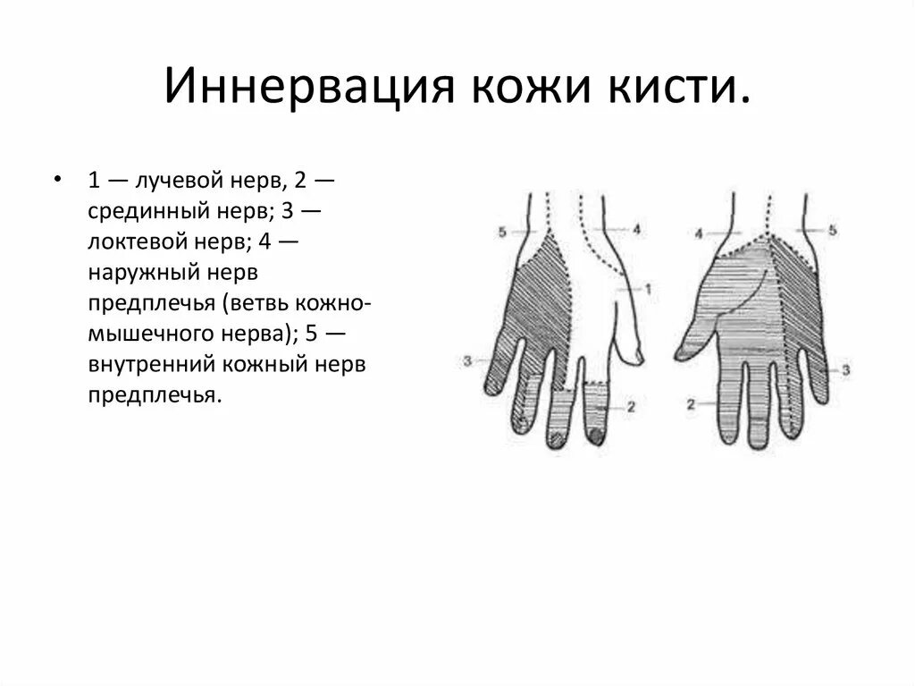 Пальчик схема. Червеобразные мышцы кисти иннервация. иннервация кожи кисти анатомия. иннервация ладонной поверхности кисти. схема иннервации кожи кисти.