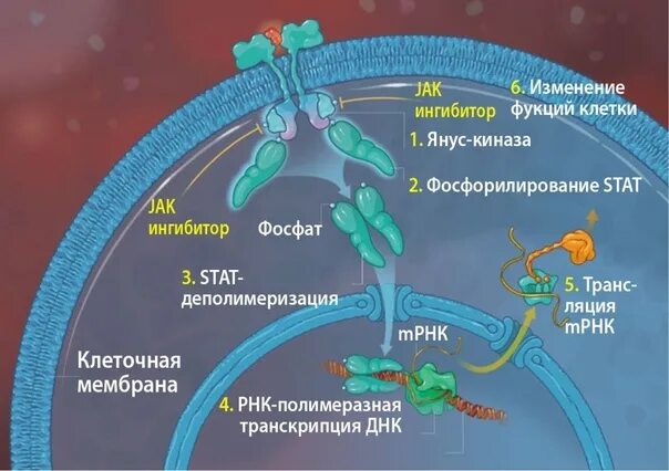 Ингибиторы киназы