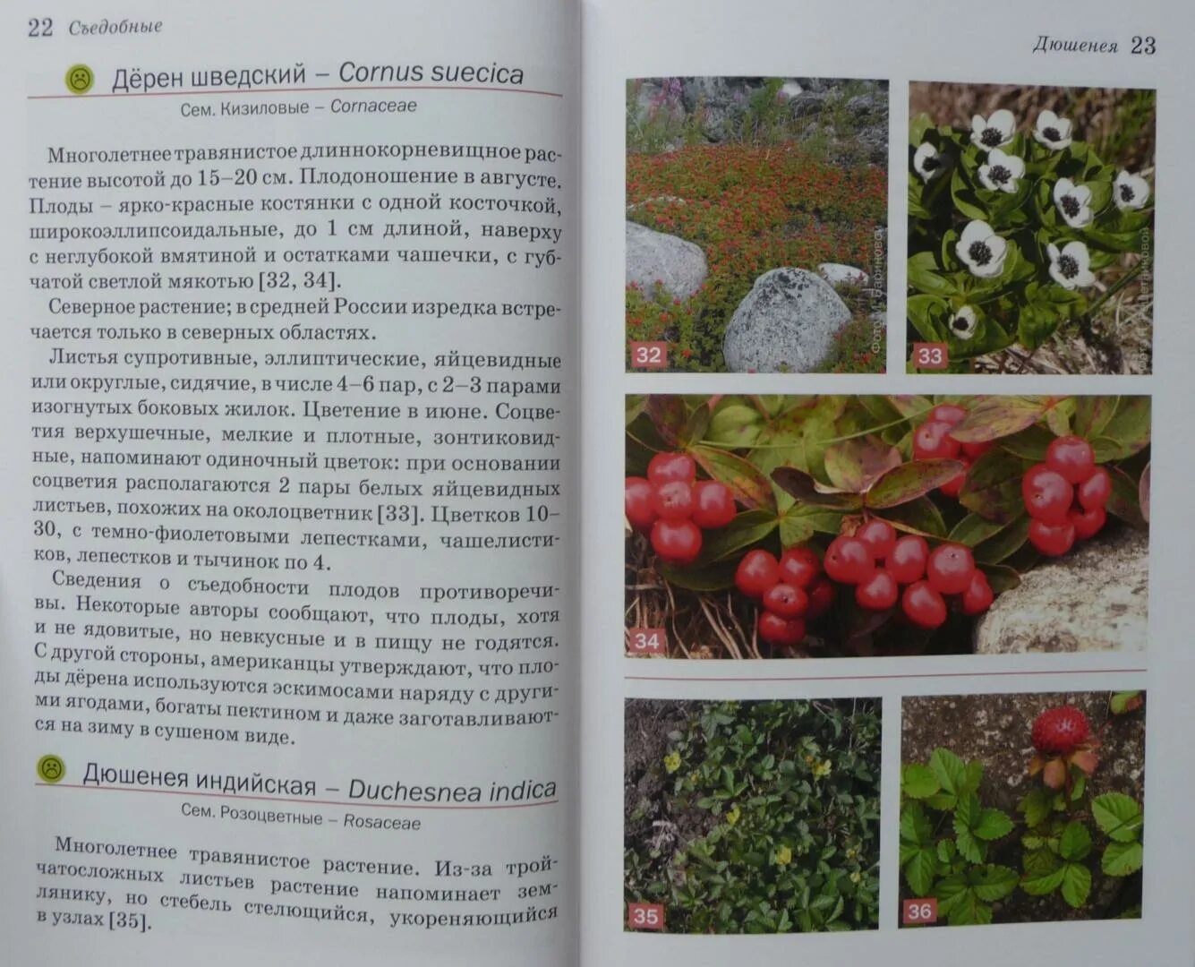 Атлас определитель окружающий мир ягоды. Атлас определитель ягоды. Атлас определитель ягоды. Атлас определитель ягод. Атлас определитель растения леса.