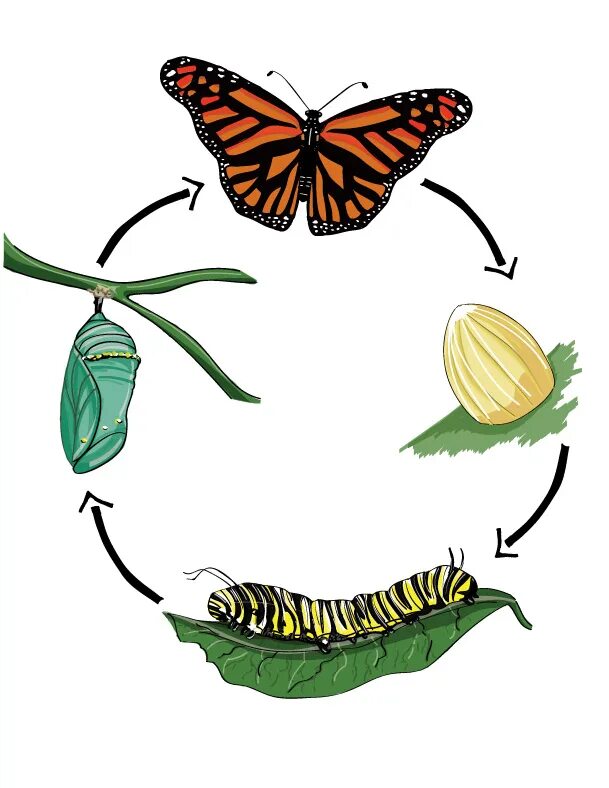 Метаморфоз это превращение. Яйцо гусеница куколка бабочка. 4 Стадии развития бабочки яйцо, гусеница, куколка и бабочка.. Цикл гусеница бабочка. Жизненный цикл бабочки с полным превращением.